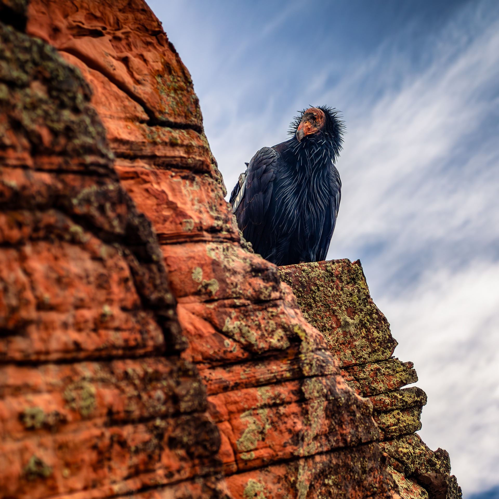 California Condor on a Sandstone Ledge California condor with a numbered wing tag perched on a lichen covered red sandstone ledge