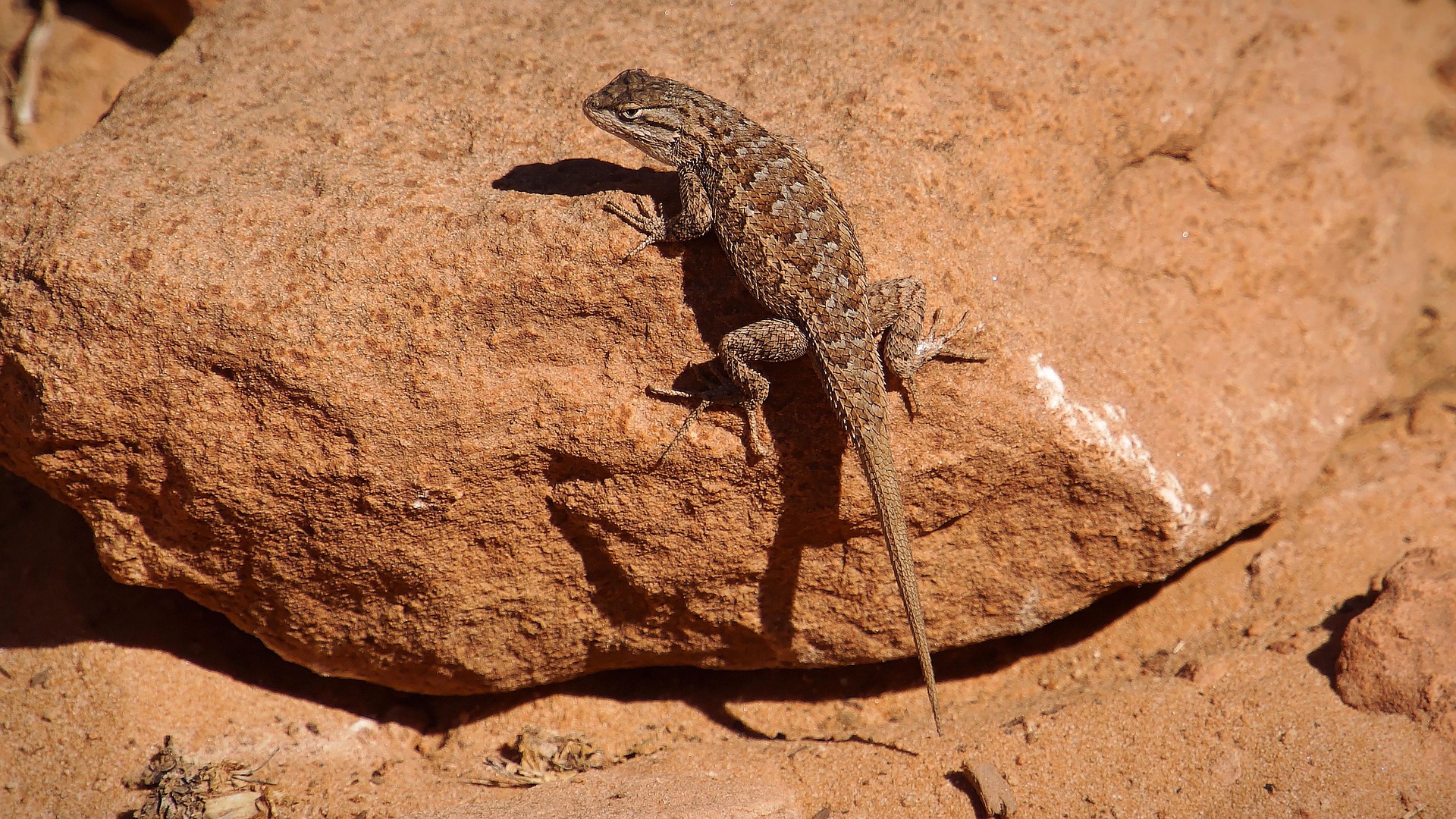 A small desert lizard sunning itself on red sandstone rock