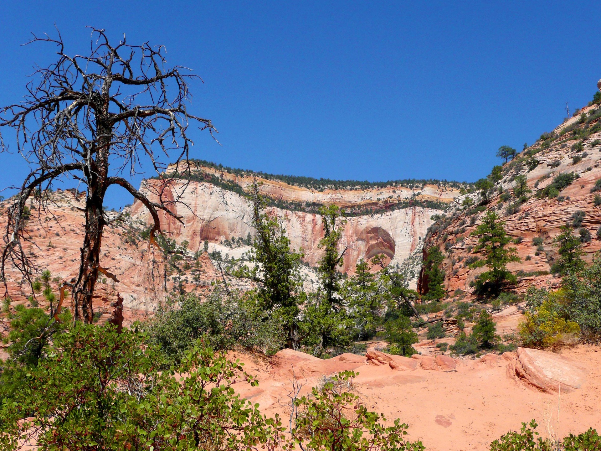 White and pink sandstone cliffs above red sand and juniper on the east side of Zion National Park