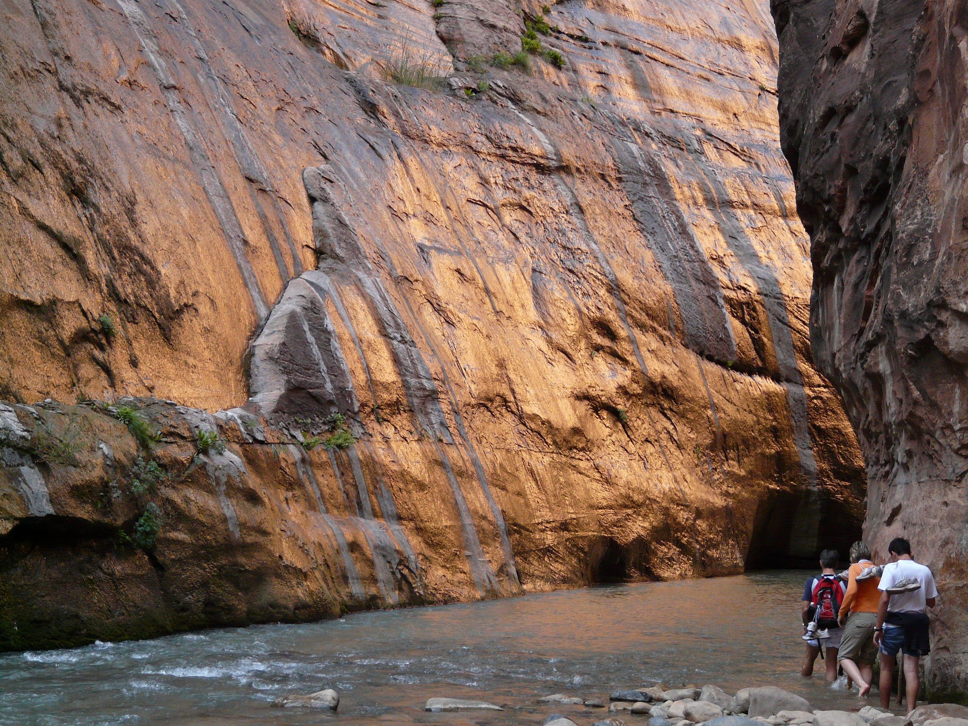 Hikers Wading Below a Sunlit Wall in the Narrows Group of hikers wading the Virgin River below a sunlit orange canyon wall in the Zion Narrows