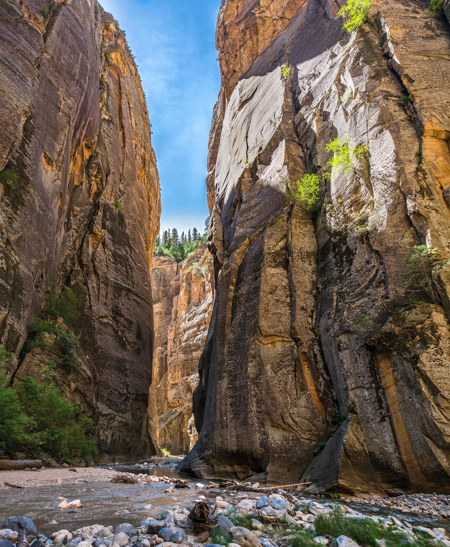 Sheer canyon walls rising far above the shallow Virgin River in the Zion Narrows