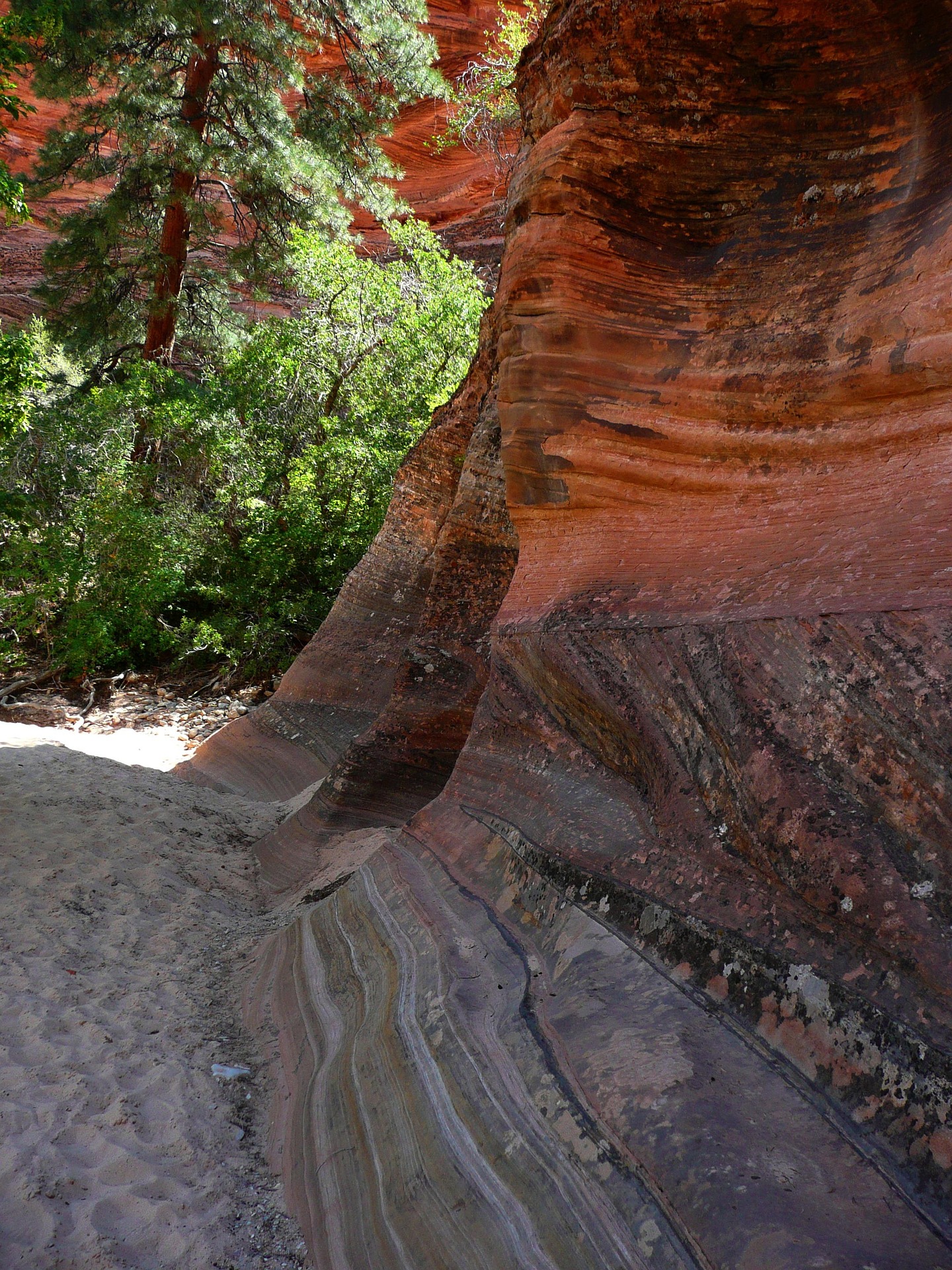 Curved sandstone wall with cross bedding lines rising above a sandy dry wash in Zion National Park