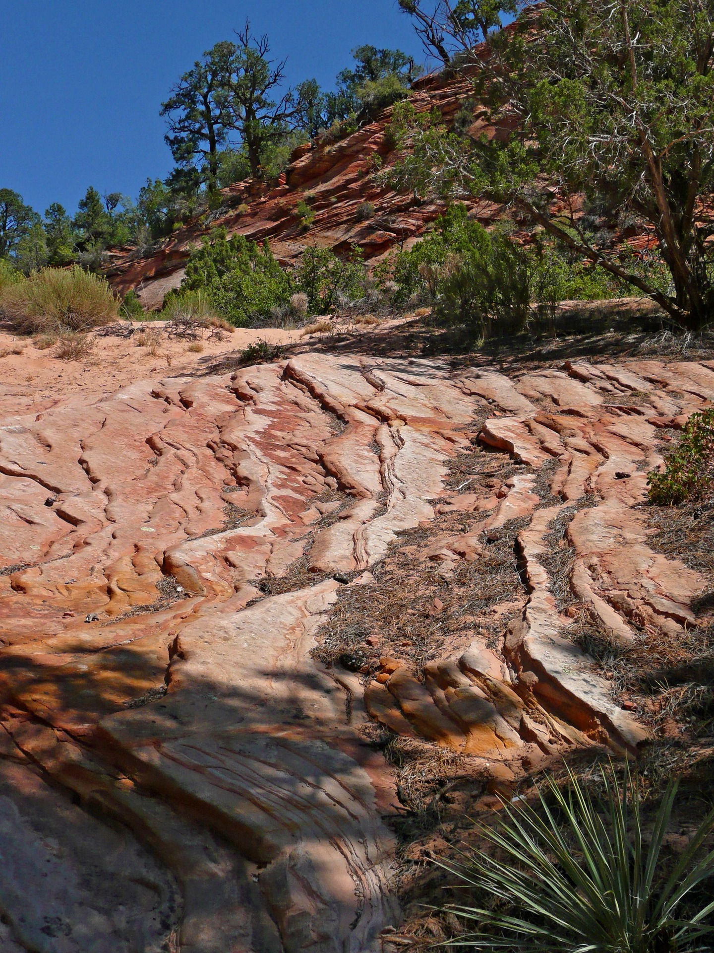 Layered slickrock ledges with pinyon pine, juniper and a yucca growing from sandy pockets in Zion